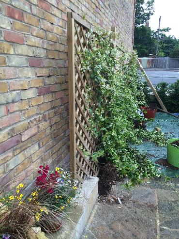 Major Plants Ltd - Climber - London - UK - Image 6
