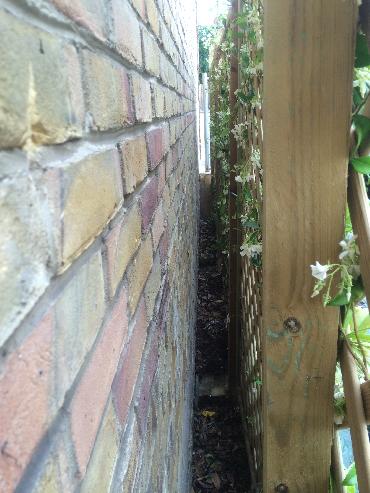 Major Plants Ltd - Climber - London - UK - Image 7