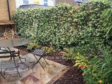 Major Plants Ltd - Climber - London - UK - Image 8