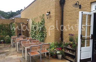 Major Plants Ltd - Climber - London - UK - Image 10