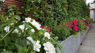 Major Plants Ltd - Gökyüzü Chingford - London - UK - Image 3