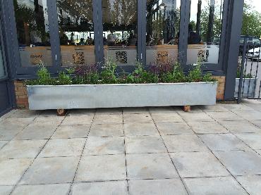 Major Plants Ltd - Gökyüzü Chingford - London - UK - Image 5