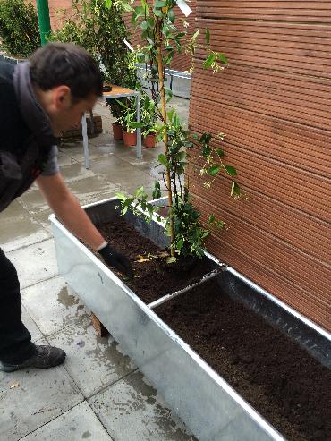 Major Plants Ltd - Gökyüzü Chingford - London - UK - Image 21