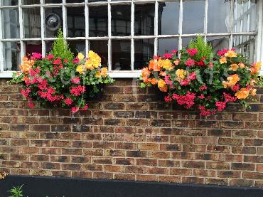 Major Plants Ltd - Hanging Basket Services - London - UK - Image 11