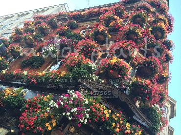 Major Plants Ltd - Hanging Basket Services - London - UK - Image 13