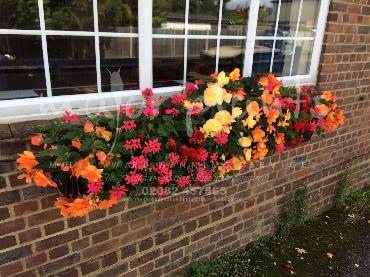 Major Plants Ltd - Hanging Basket Services - London - UK - Image 32