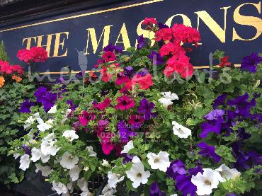 Major Plants Ltd - Hanging Basket Services - London - UK - Image 41