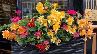 Major Plants Ltd - Hanging Basket Services - London - UK - Image 45