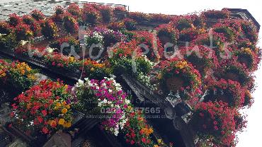 Major Plants Ltd - Hanging Basket Services - London - UK - Image 58