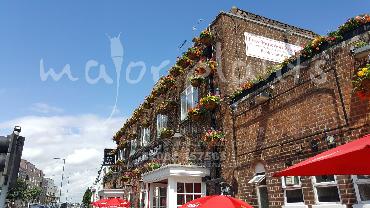 Major Plants Ltd - Hanging Basket Services - London - UK - Image 65