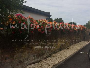 Major Plants Ltd - Hanging Basket Services - London - UK - Image 70