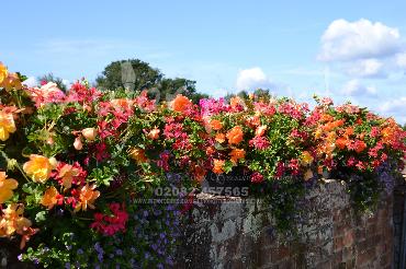 Major Plants Ltd - Hanging Basket Services - London - UK - Image 79