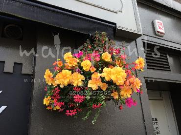 Major Plants Ltd - Hanging Basket Services - London - UK - Image 81