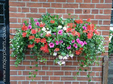 Major Plants Ltd - Hanging Basket Services - London - UK - Image 84