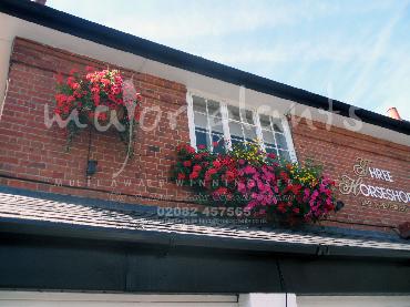 Major Plants Ltd - Hanging Basket Services - London - UK - Image 85