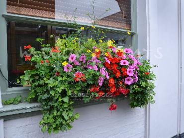 Major Plants Ltd - Hanging Basket Services - London - UK - Image 91