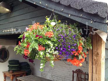 Major Plants Ltd - Hanging Basket Services - London - UK - Image 117