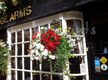 Major Plants Ltd - Hanging Basket Services - London - UK - Image 127