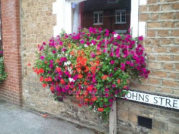Major Plants Ltd - Hanging Basket Services - London - UK - Image 129