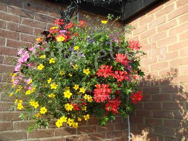 Major Plants Ltd - Hanging Basket Services - London - UK - Image 150