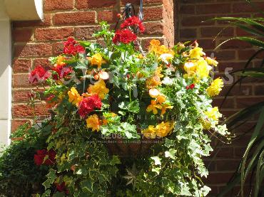 Major Plants Ltd - Hanging Basket Services - London - UK - Image 152