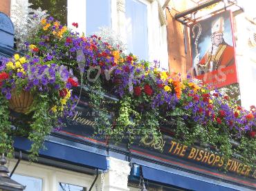 Major Plants Ltd - Hanging Basket Services - London - UK - Image 155
