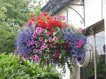 Major Plants Ltd - Hanging Basket Services - London - UK - Image 160