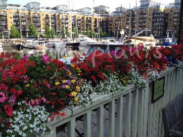 Major Plants Ltd - Hanging Basket Services - London - UK - Image 187