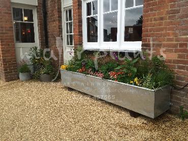 Major Plants Ltd - Pots and Troughs - London - UK - Image 42
