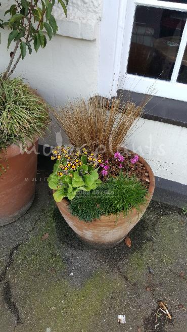 Major Plants Ltd - Pots and Troughs - London - UK - Image 155