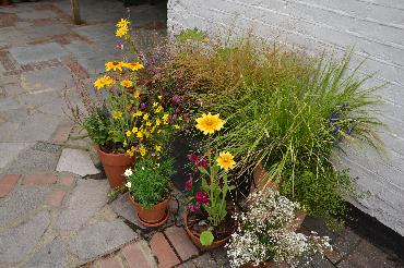Major Plants Ltd - Pots at Kings Head - London - UK - Image 4