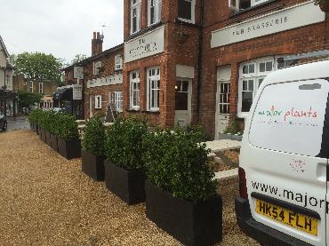 Major Plants Ltd - WBC The Victoria - London - UK - Image 37