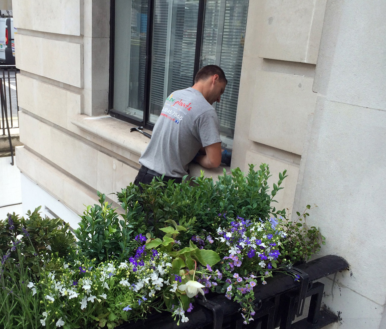Hanging Basket Maintenance Service London UK